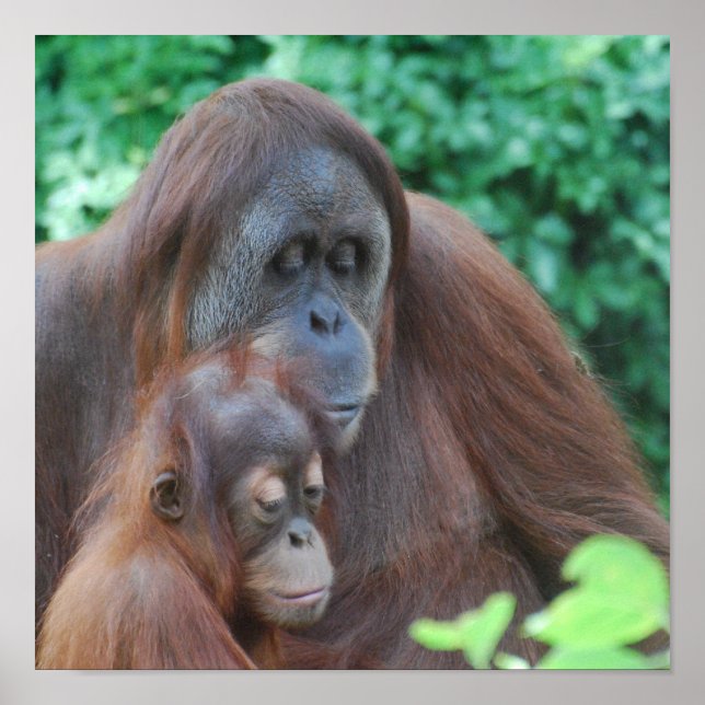 Baby Orangutan com a Mãe Poster (Frente)