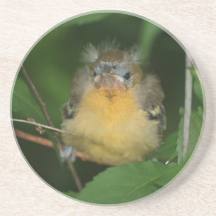 Baby Oriole Bird Porta copos