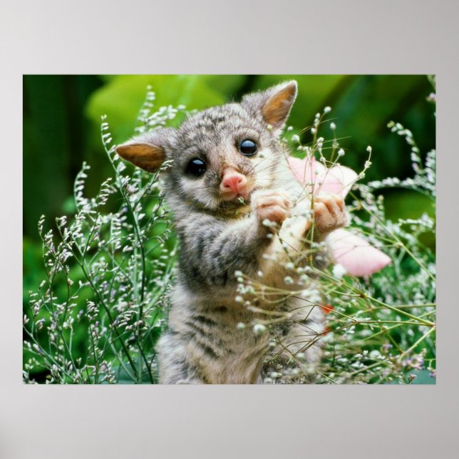 Baby Possum Capturou Flores Poster (Frente)
