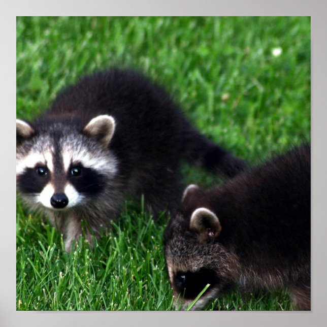 Baby Raccoons Poster (Frente)