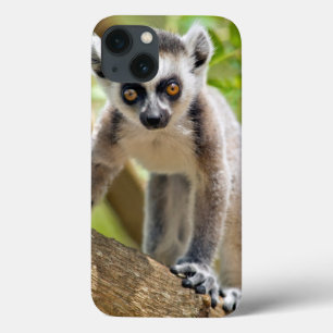 Baby ring-tailed lemur