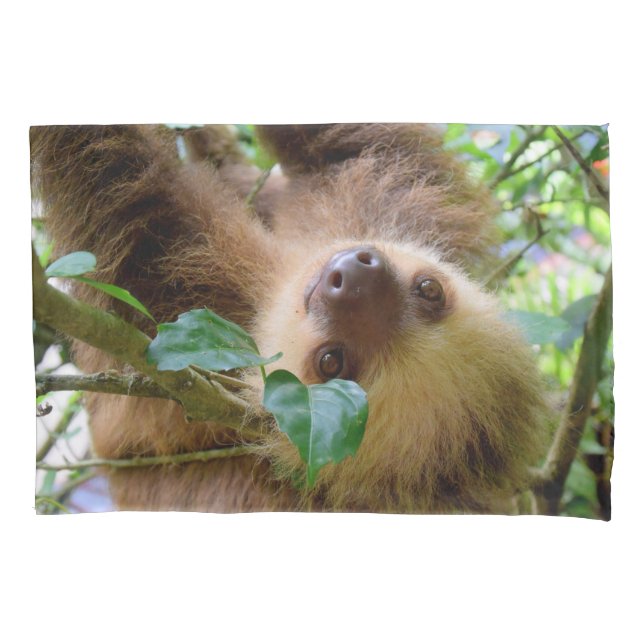 Baby Sloth (Frente)