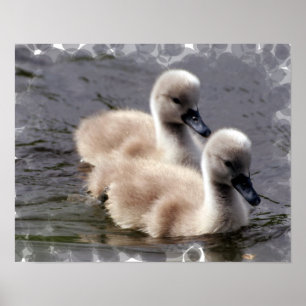 Baby Swan Poster
