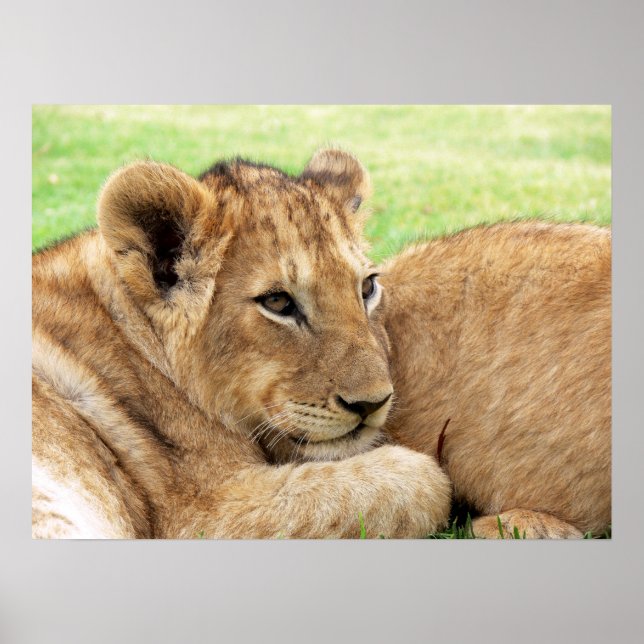 Baby Tiger poster (Frente)