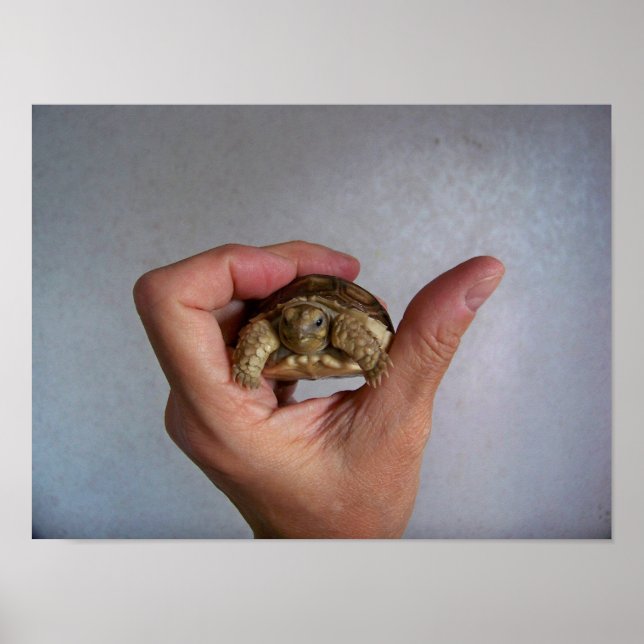 Baby Tortoise Poster (Frente)