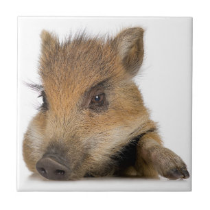 Baby Warthog