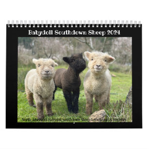 Babydoll Southdown Sheep 2024 Calendário NABSSAR