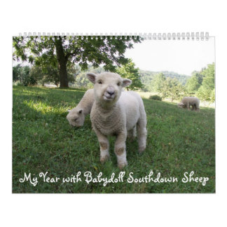 Babydoll Southdown Sheep Calendário