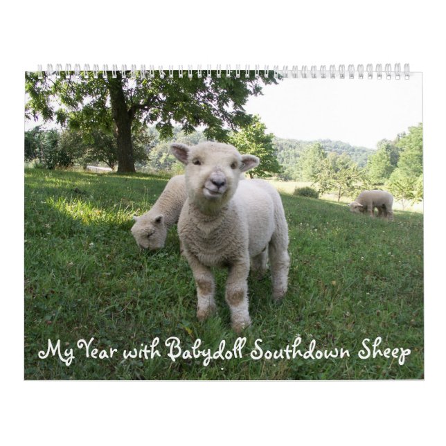 Babydoll Southdown Sheep Calendário (Capa)