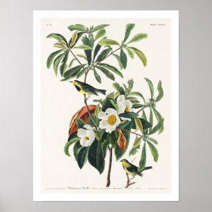 Bachman's Warbler de Audubon Poster