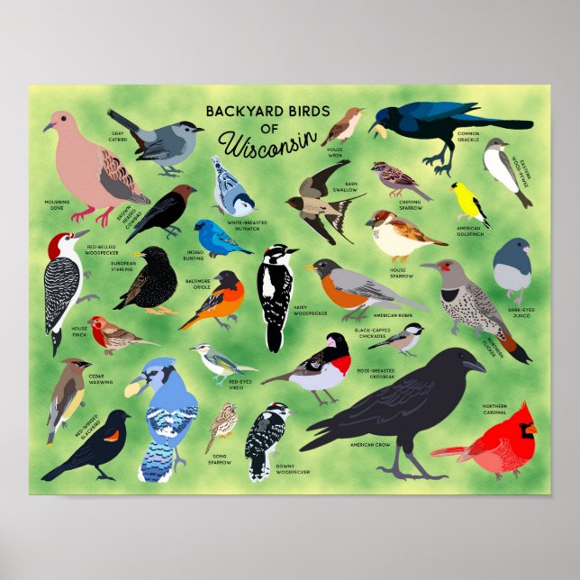 Backyard Birds of Wisconsin Poster (Frente)