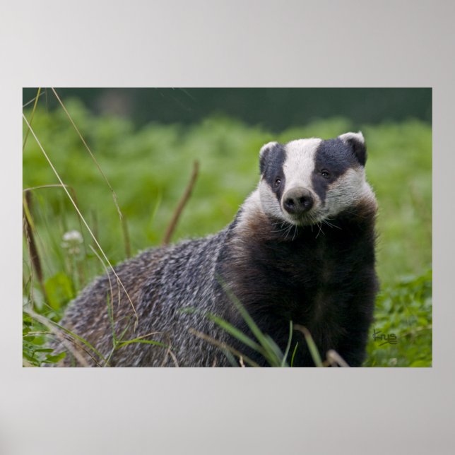 Badger Impressão (Frente)