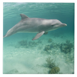 Bahamas, Ilha de Grand Bahama, Freeport, Cativo 6