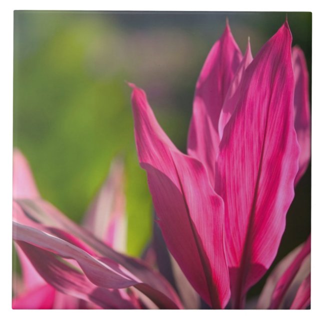 BAHAMAS, New Providence Island, Nassau:Paraíso (Frente)