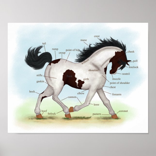 Baía Tobiano Pinto Horse Poster da Anatomia Equest (Frente)