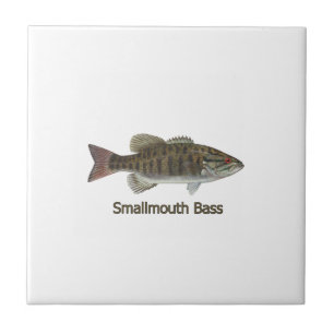 Baixo de Smallmouth