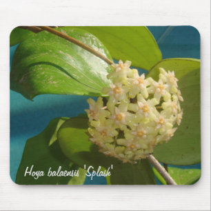 Balaensis "respingo" MousePad de Hoya