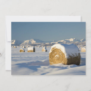 Balanças de Hay Cobradas por Neve