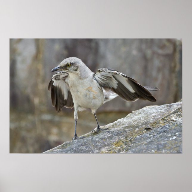"Balancing Act" Juvenile Mockingbird Poster (Frente)