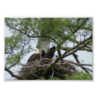 Bald Eagel no ninho 7 x5 Fotografia Impressão