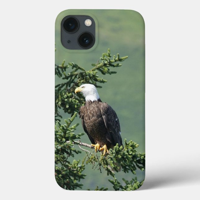 Bald Eagle (Verso)