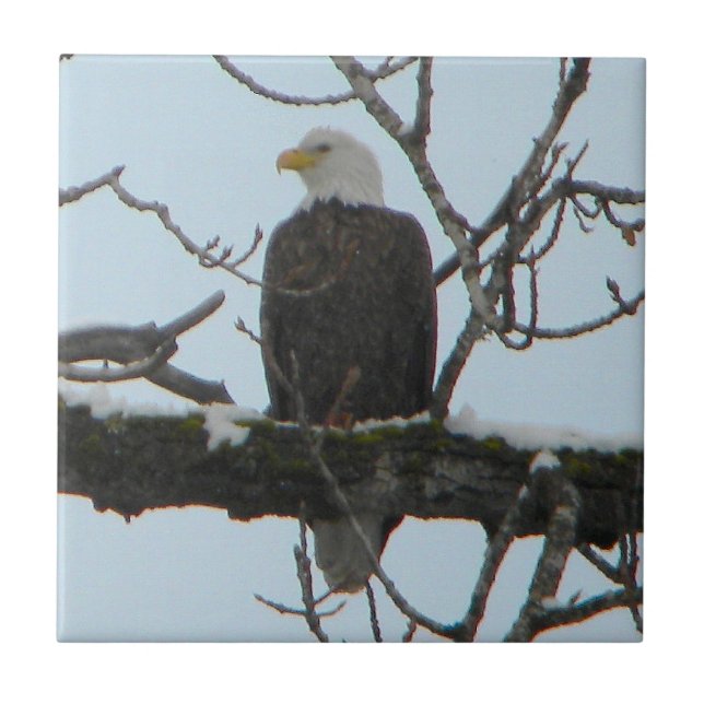 Bald Eagle (Frente)