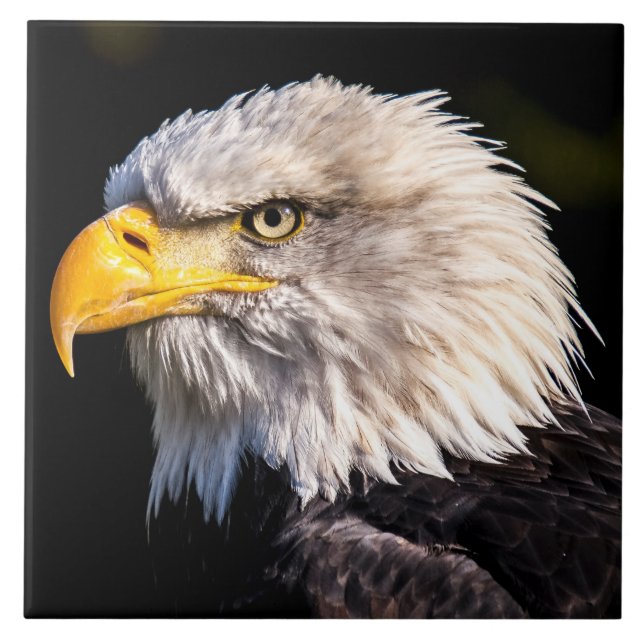 Bald Eagle (Frente)