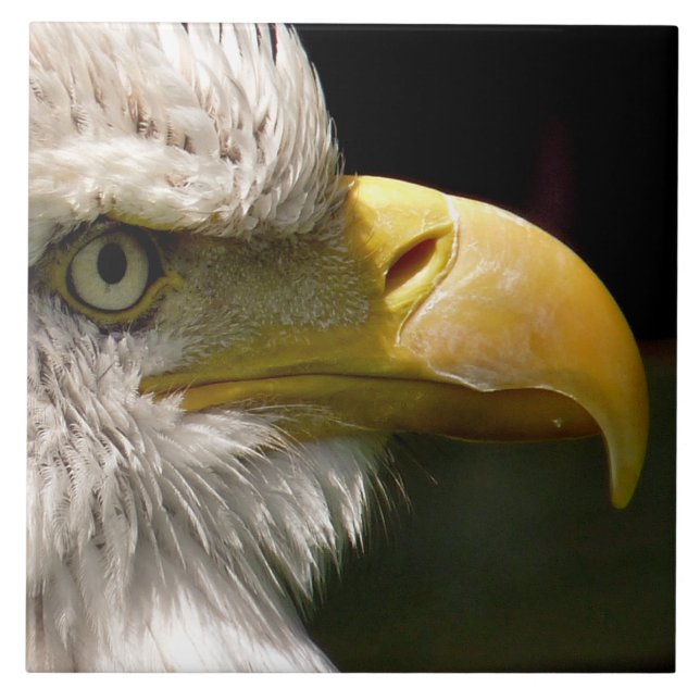 BALD EAGLE (Frente)