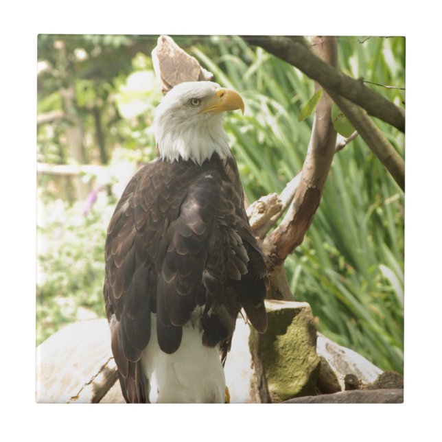 Bald Eagle (Frente)