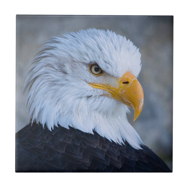 BALD EAGLE (Frente)