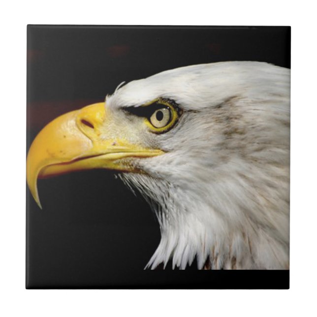 Bald Eagle (Frente)