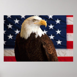 Bald Eagle 4 De Julho poster 14