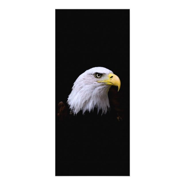 Bald Eagle - Cartão de Rack Americano para Águia (Frente)