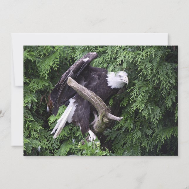 Bald Eagle Enredondada Por Verde - Cartão De Sauda (Frente)