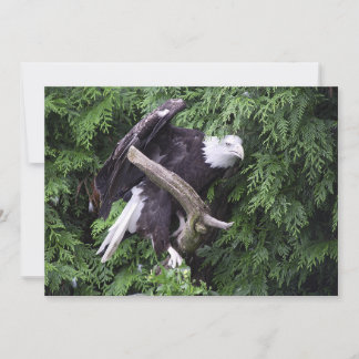 Bald Eagle Enredondada Por Verde - Cartão De Sauda