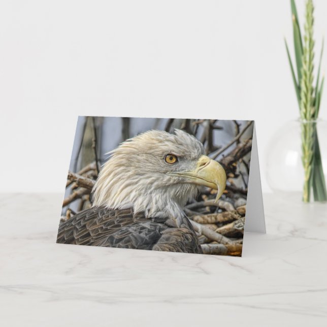 Bald Eagle Fechar Cartão de Saudação (Frente)