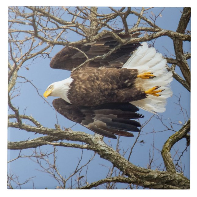 Bald Eagle Flash (Frente)