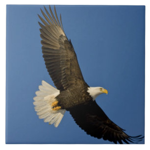 Bald Eagle, Haliaeetus leucocephalus, Homer,