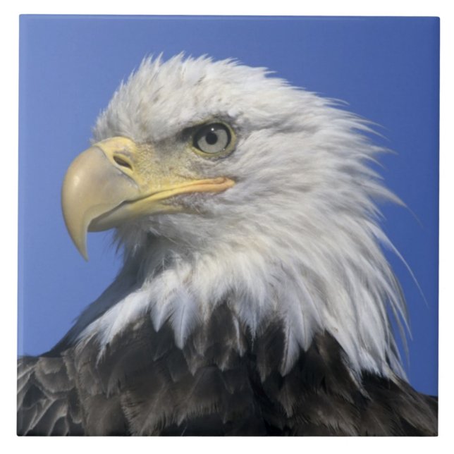 Bald Eagle (Haliaeetus leucocephalus), selvagem, (Frente)