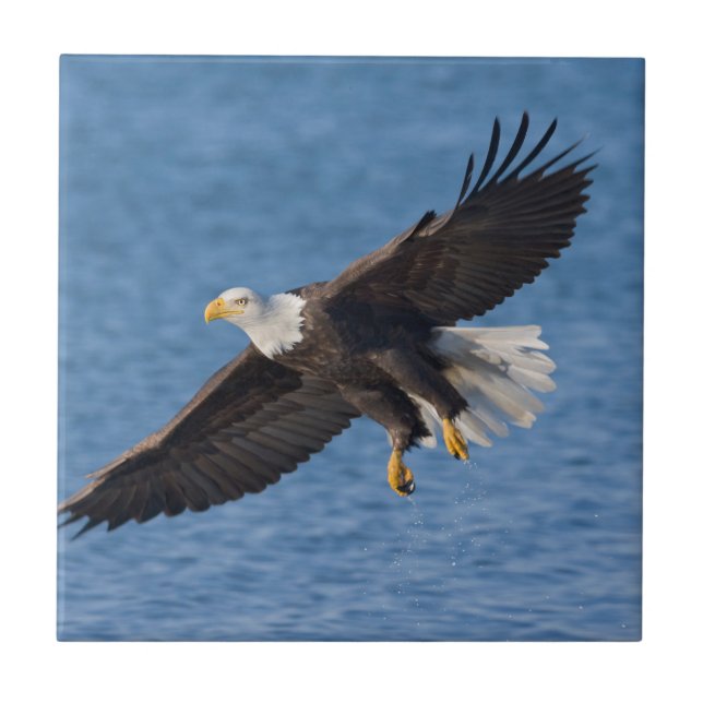Bald eagle in flight (Frente)