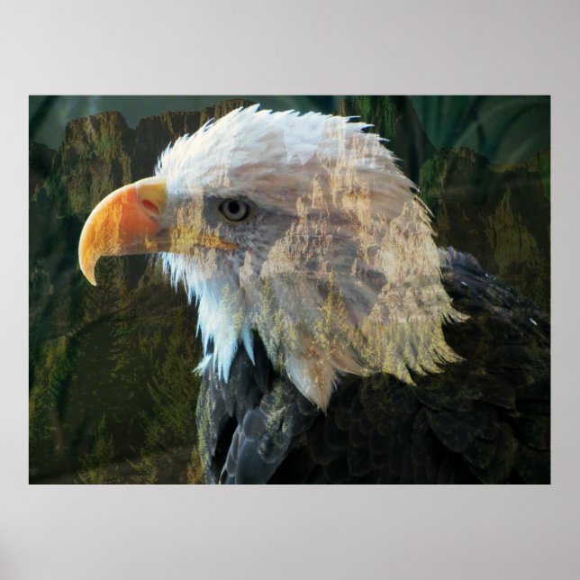 Bald Eagle Mountain Poster (Frente)
