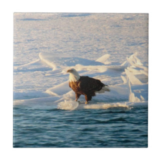 Bald Eagle no lago Icy