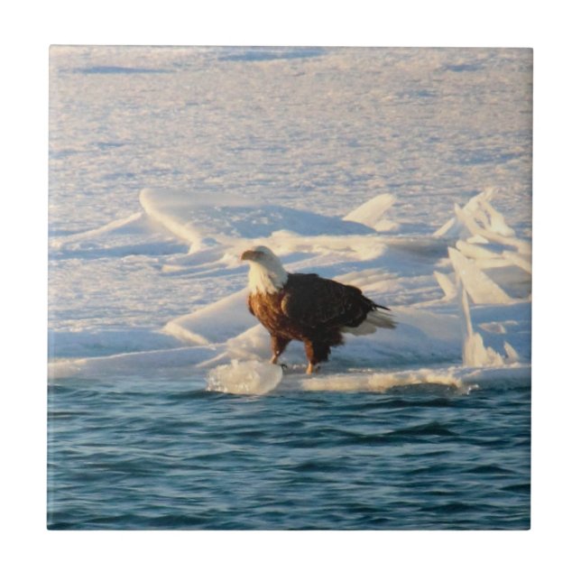 Bald Eagle no lago Icy (Frente)