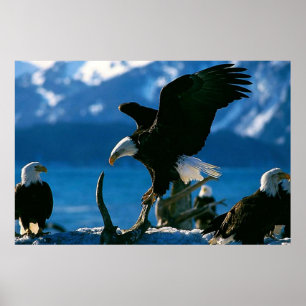 Bald Eagle no log poster