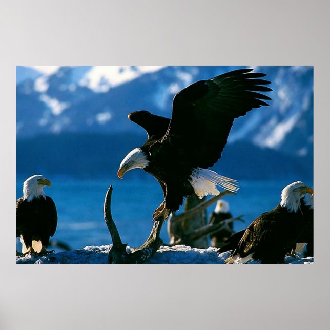 Bald Eagle no log poster (Frente)