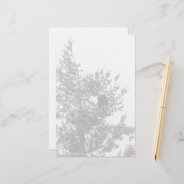 Bald Eagle P2825 (Frente/Verso In Situ)