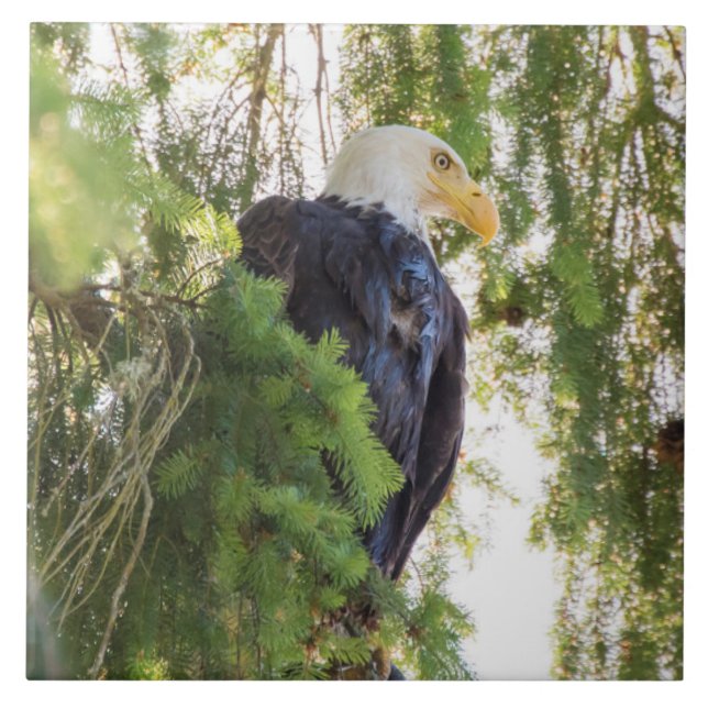 Bald Eagle perches em Douglas Fir (Frente)