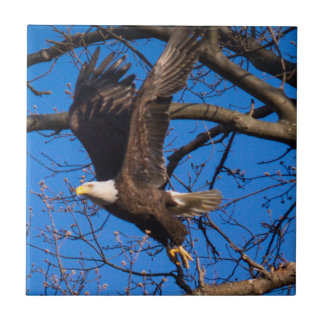 Bald Eagle Sair