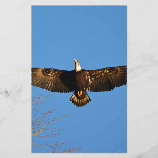 Bald Eagle Soaring1 (Frente)