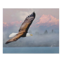 Bald Eagle sobre Jogos Olímpicos, Lago Washington 